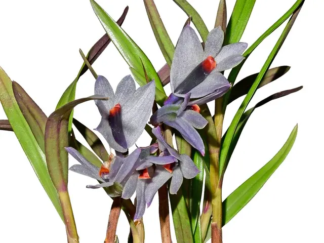 Dendrobium Martine Minet F. Blue