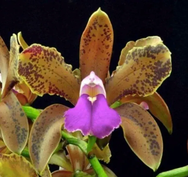 Cattleya bicolor var measuresiana x var punctata