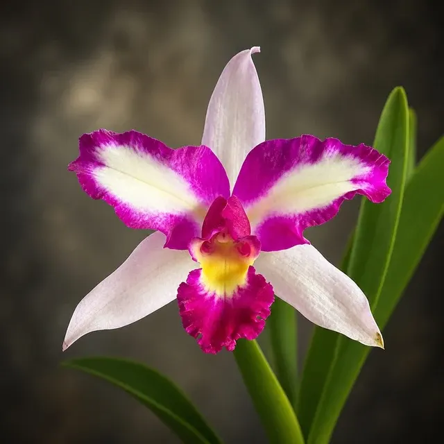 Rhyncholaeliocattleya Haw Yuan Beauty (Rhyncholaeliocattleya)