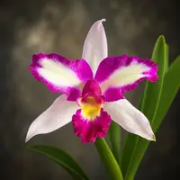 Rlc. Haw Yuan Beauty - flori parfumate