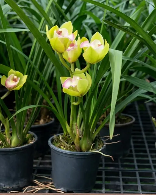 Cymbidium Green Pink Lip (Cymbidium)