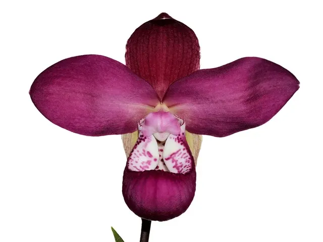 Phragmipedium Cuencano (Phragmipedium)