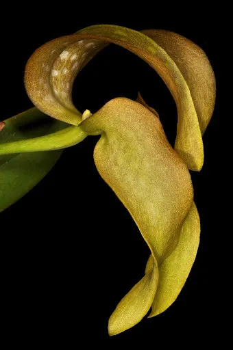 Bulbophyllum grandiflorum