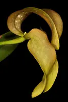 Bulbophyllum grandiflorum