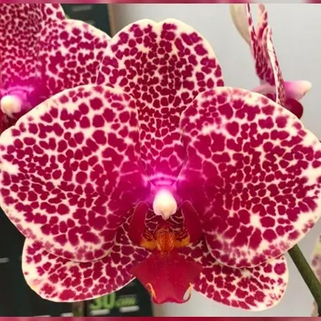 Phalaenopsis OX Red Sesame