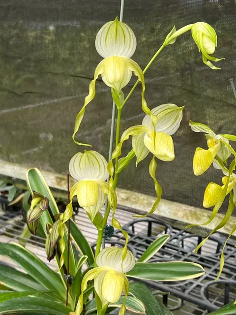 Paphiopedilum stonei fma album (Paphiopedilum)