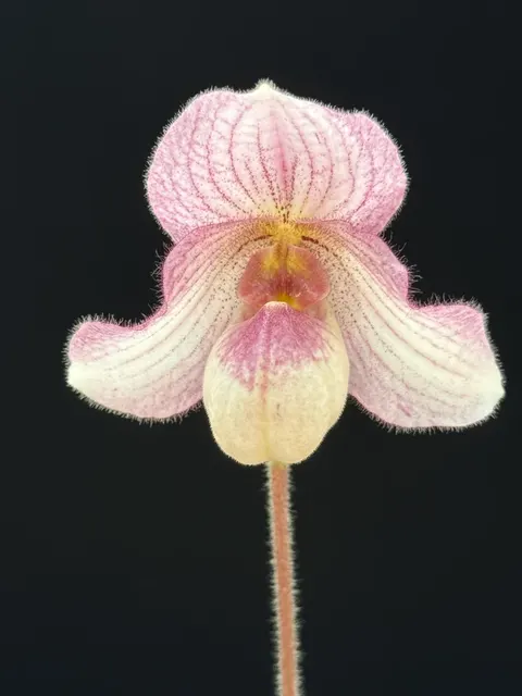 Paphiopedilum Black Diamond (Paphiopedilum)