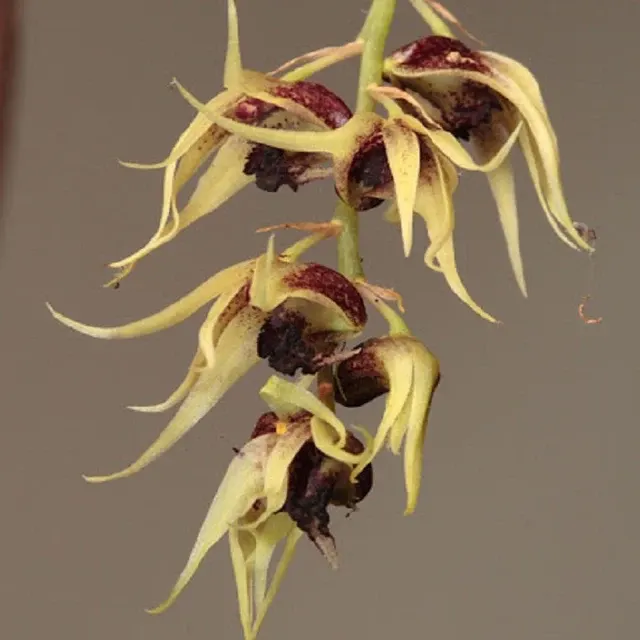 Dendrobium strongylanthum sp (Dendrobium)