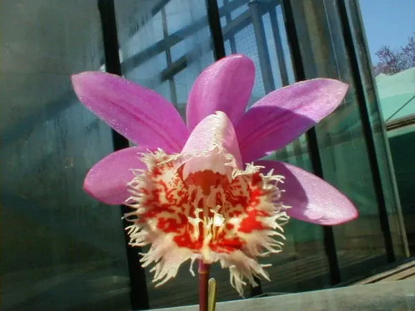 Pleione VESUVIUS