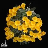 [Bare-root] Den. jenkinsii 迷你聚石斛 [2.5" BS][Jun in stock]