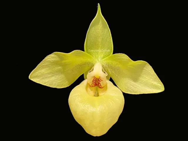Paphiopedilum Norito Hasewaga