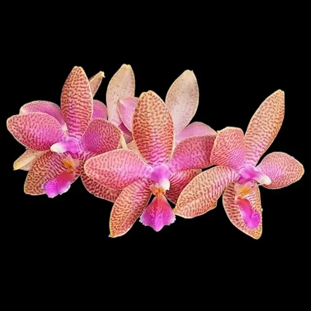 Phalaenopsis Miki Venus Angdi - Parfumat 'Seattle'