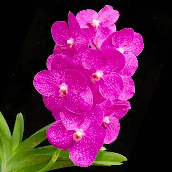 Vanda Siriporn Pink Pracha (Vanda)