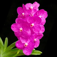 Vanda Siriporn Pink Pracha Orchid Plant -FF