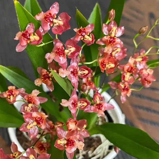 Oncidium Twinkle D6 'Red Fantasy'