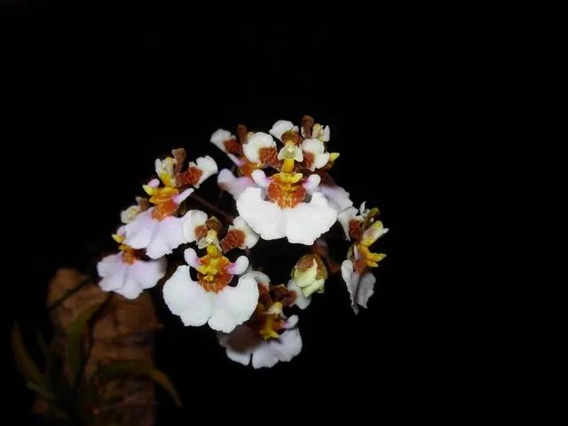 Oncidium Alliance - Tolumnia Variegata