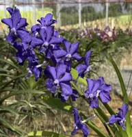 Vanda Suwannaphum Blue Finch