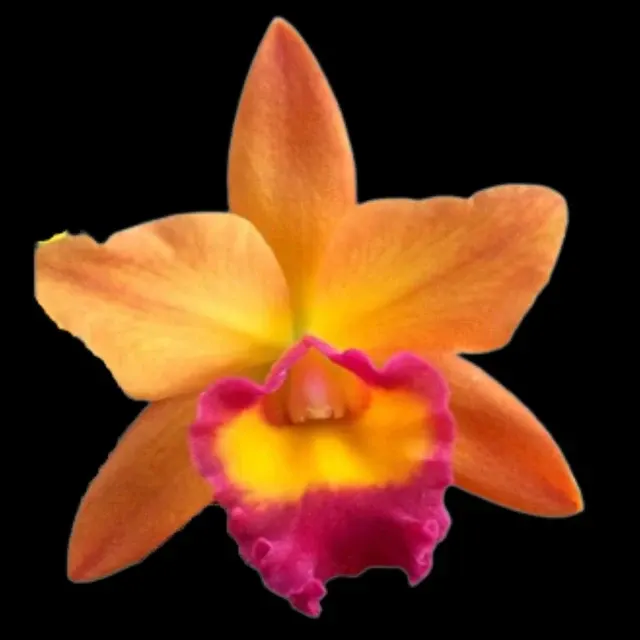Cattleya Chief Sweet Orange (Cattleya)