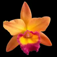 Cattleya Chief Sweet Orange