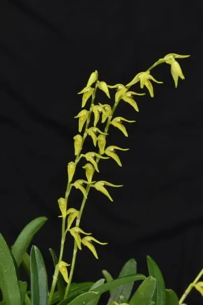 Pleurothallis costaricense