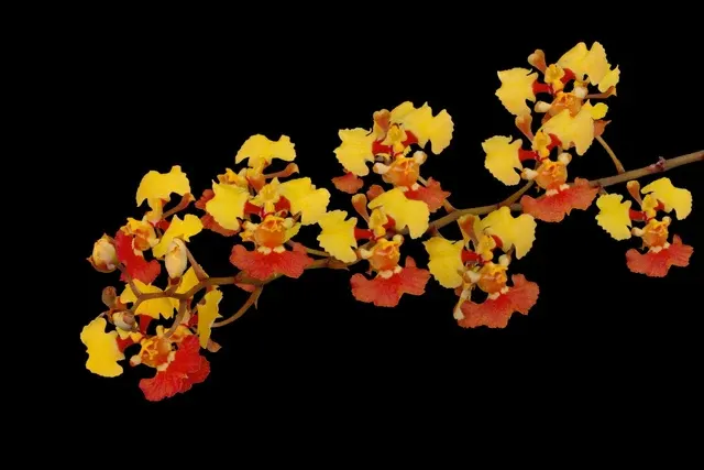 Oncidium Alliance - Tolumnia Guianensis