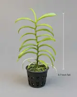 Smitinandia micrantha (1 Cutting, 5–7 Inch)