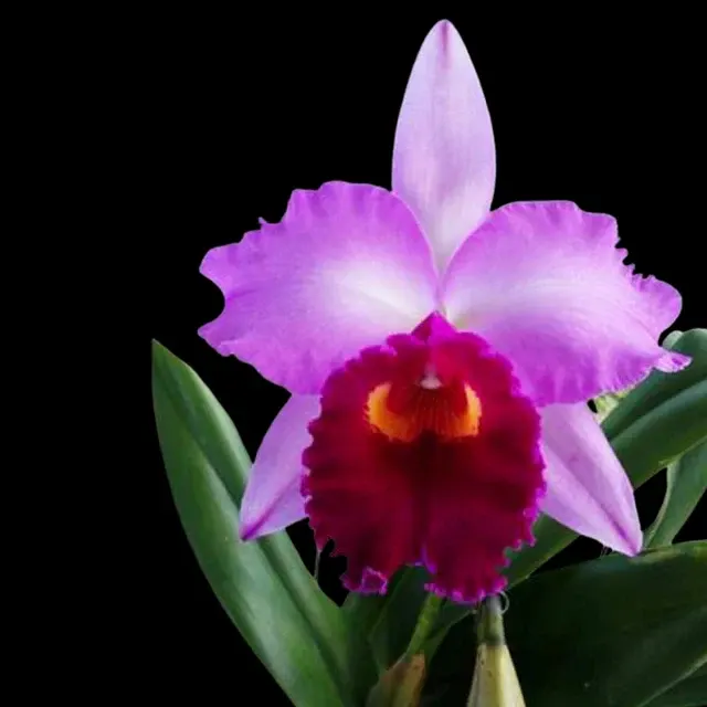 Laeliocattleya Dorothy Fiene 'Sydney'
