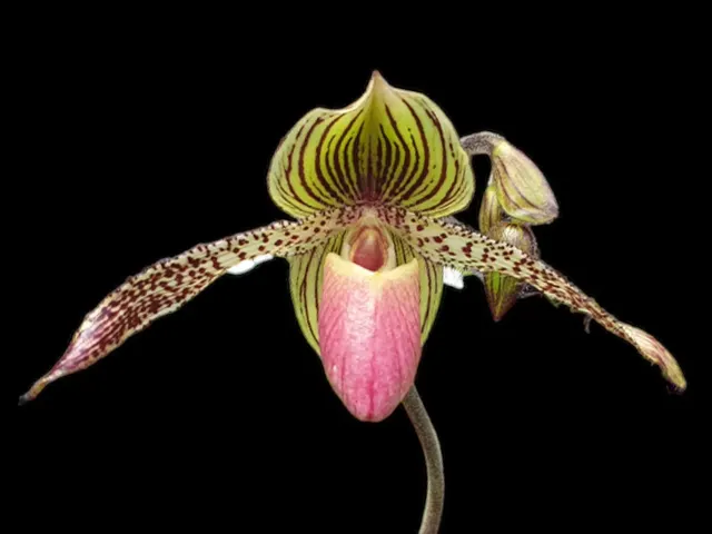 Paphiopedilum Transdoll