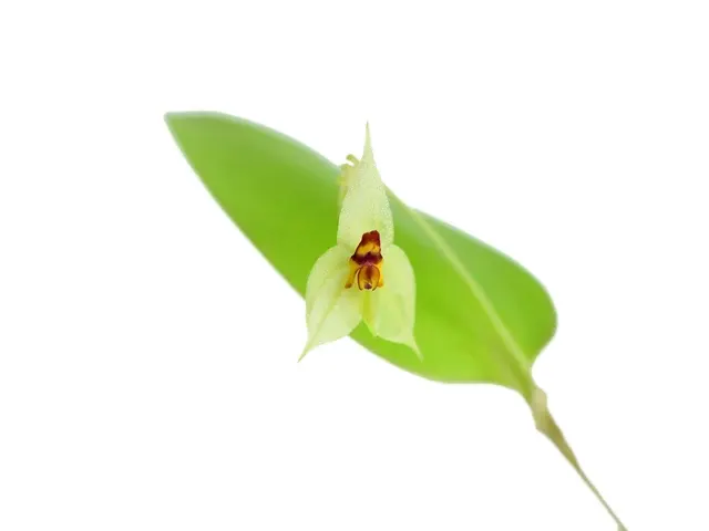 Lepanthes nicolasii x (Lepanthes)