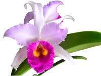 Laeliocattleya Roeblingii 'Sentinel' x Brassolaeliocattleya Pastoral 'Inocence'