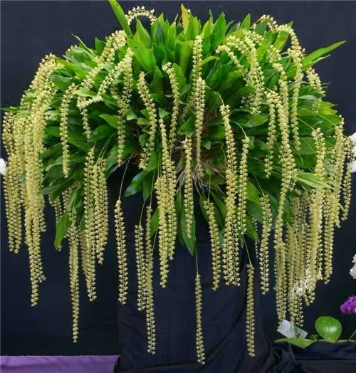 Dendrochilum cobbianum (Dendrochilum)