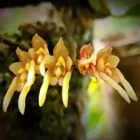 Bulbophyllum umbellatum