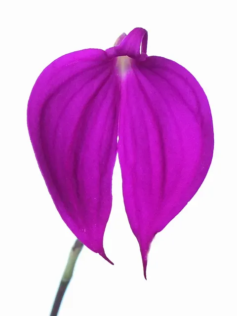Masdevallia coccinea f. pink 'Ecuagenera'