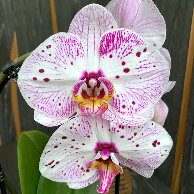 Phalaenopsis cu floarea mare