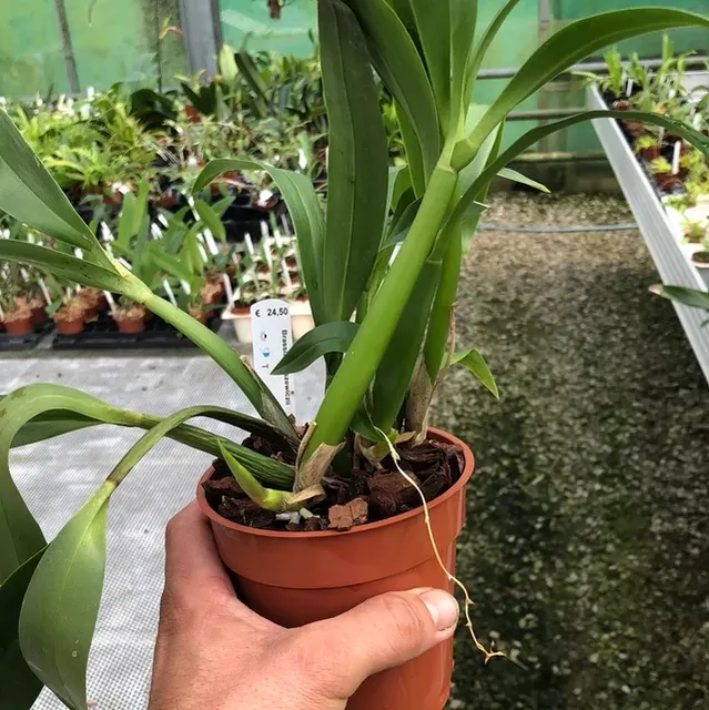 Brassia warszewiczii