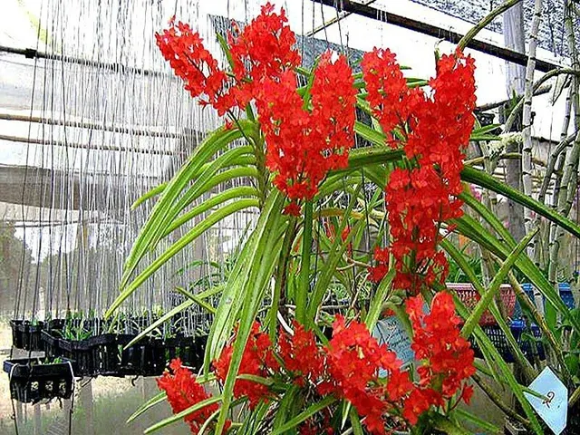 Ascocentrum curvifolium 'Santi'