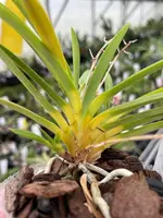 Neofinetia falcata ‘Shinkiro’