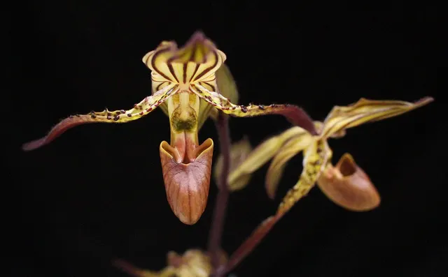 Paphiopedilu intaniae x rothschildianum (Paphiopedilum)