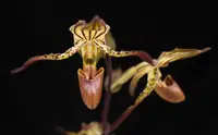 Paphiopedilu intaniae x rothschildianum `Anja`