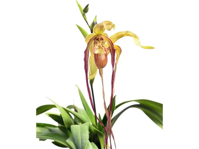 Phragmipedium Wossner Supergrande (Phragmipedium)