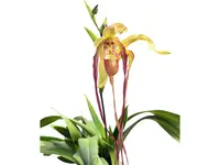 Phragmipedium Wossner Supergrande