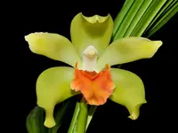 Sudamerlycaste cinnabarina