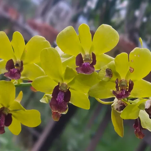 Dendrobium Thongchai Gold x Chaisri Gold