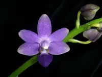 Doritaenopsis Purple Martin