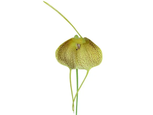 Masdevallia citrinella (Masdevallia)