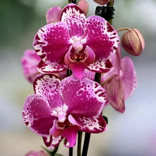 Phalaenopsis Molly
