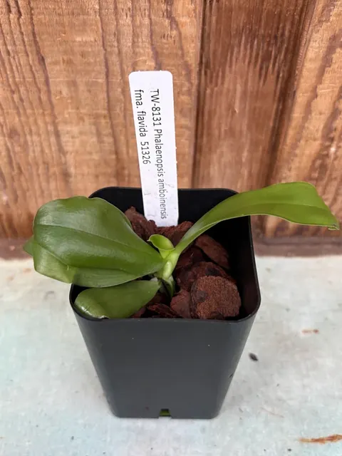 Phalaenopsis amboinensis (Phalaenopsis)