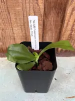 Phalaenopsis amboinensis var. flavida