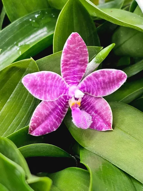 Phalaenopsis Telu