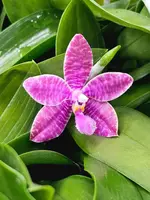 Phal. Telu